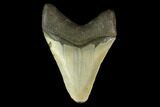 Fossil Megalodon Tooth - North Carolina #131570-2
